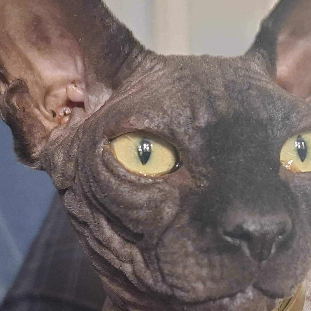 Floki