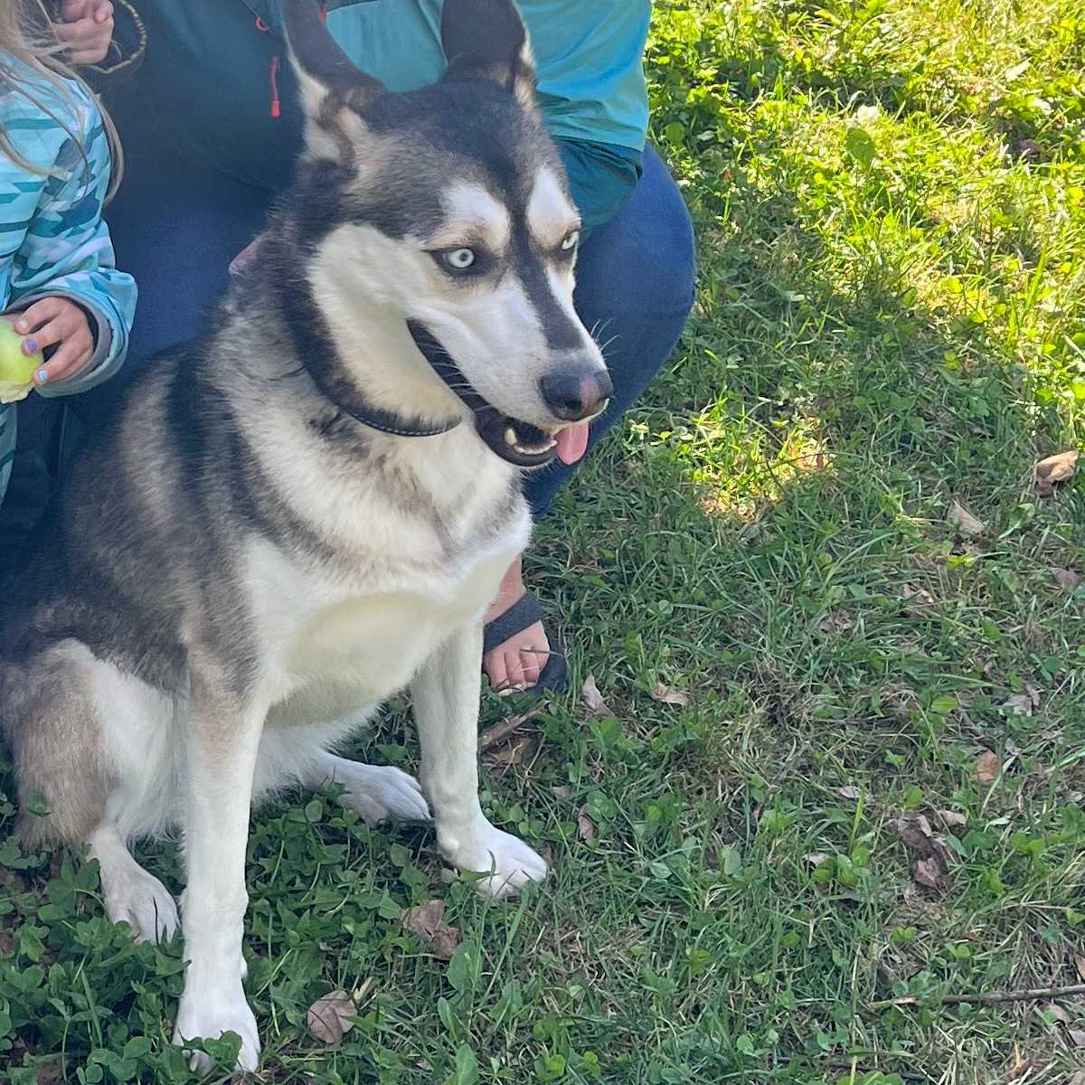 Loki