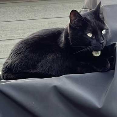 Jacky-Chat