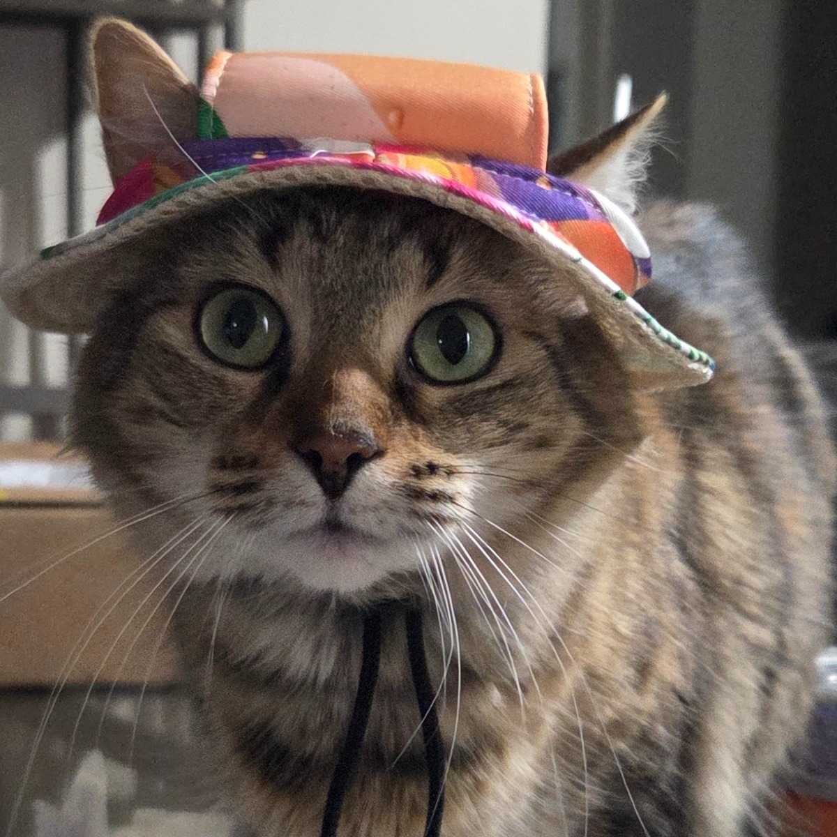 Didi