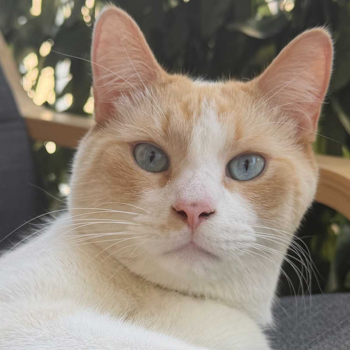 Scuba