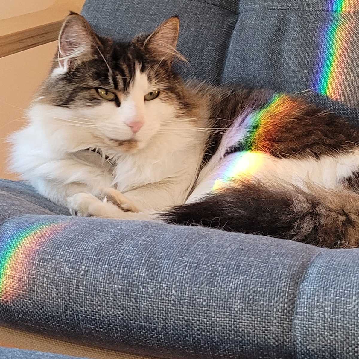 Lili