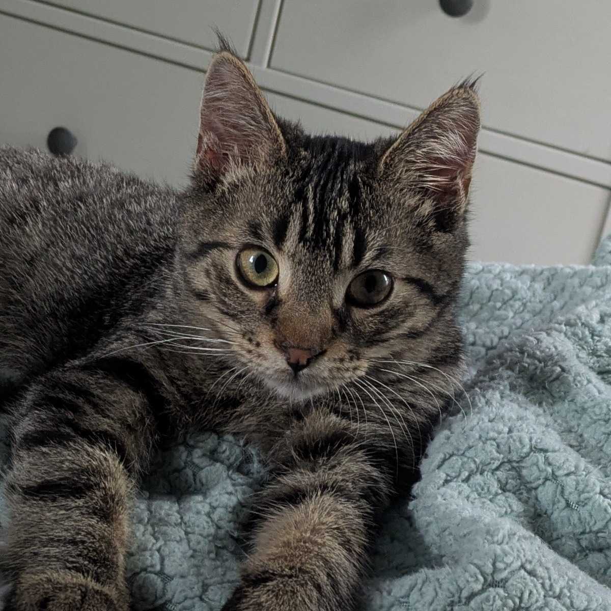 Todd