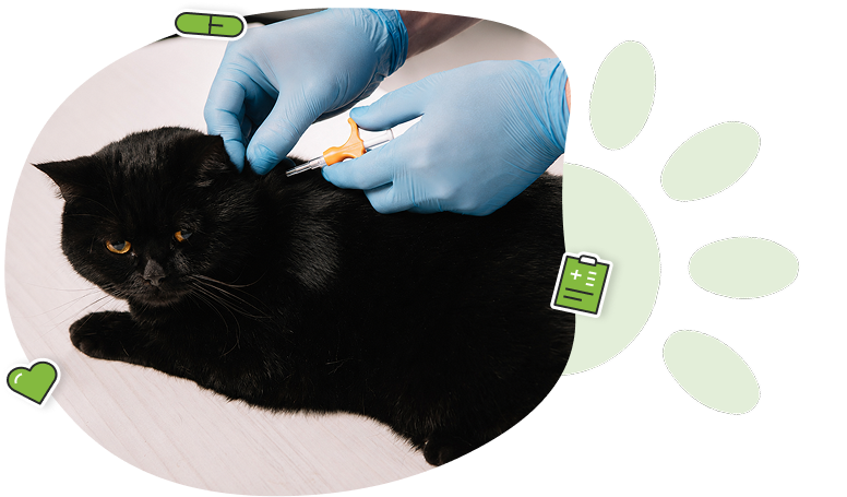 Protégez votre animal avec une micropuce liée à son dossier Identrac
