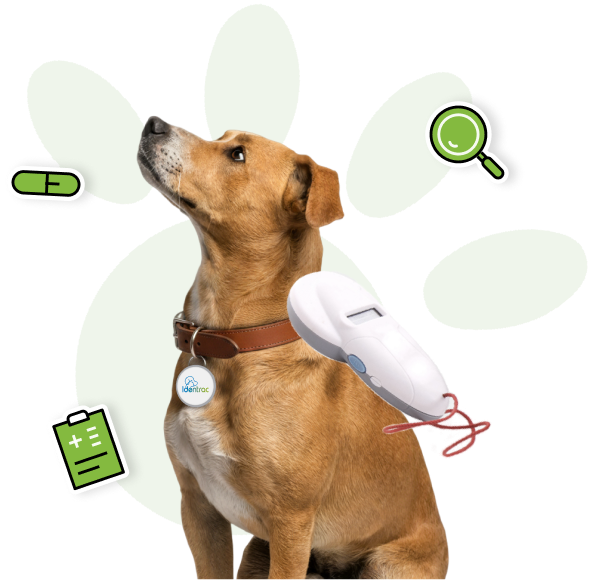 2. Scanner l’animal avant l’implantation
