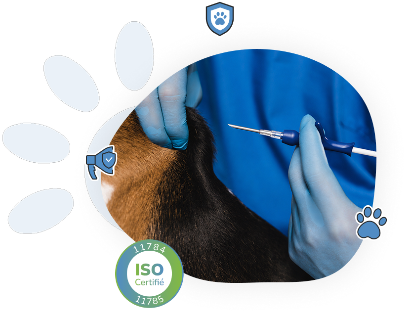 5. Implanter la micropuce dans le cou de l’animal