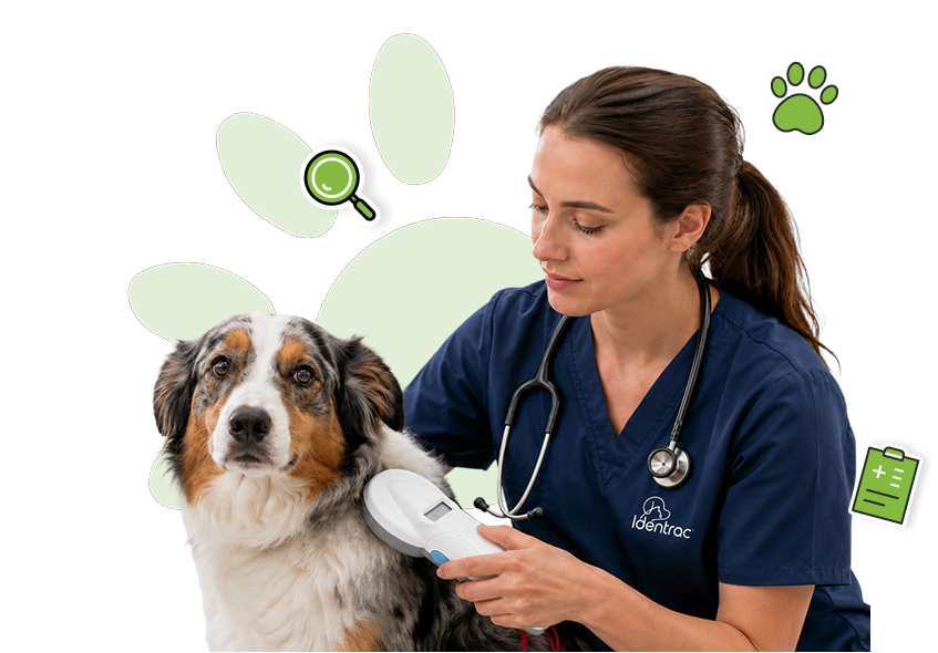 6. Scanner l'animal après l'implantation
