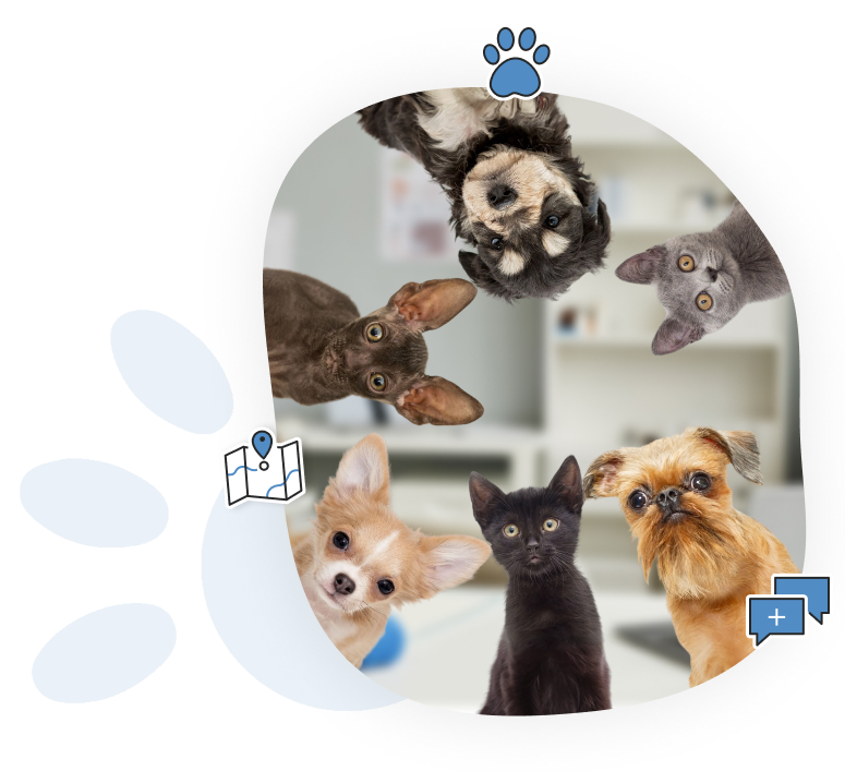 Transfert d’animaux efficace et fiable