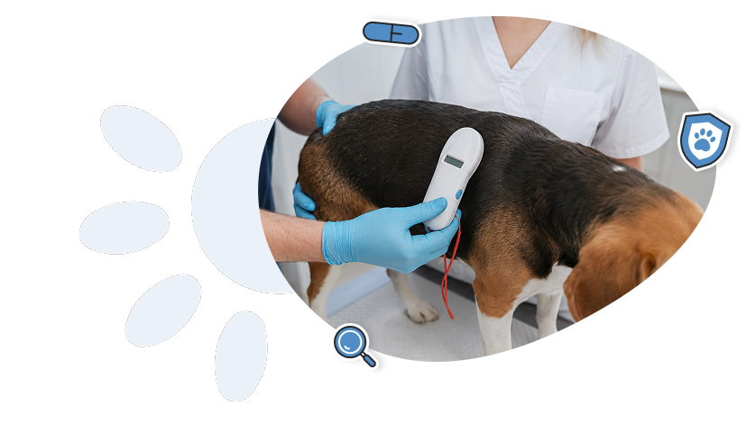 1. Numérisation de l’animal