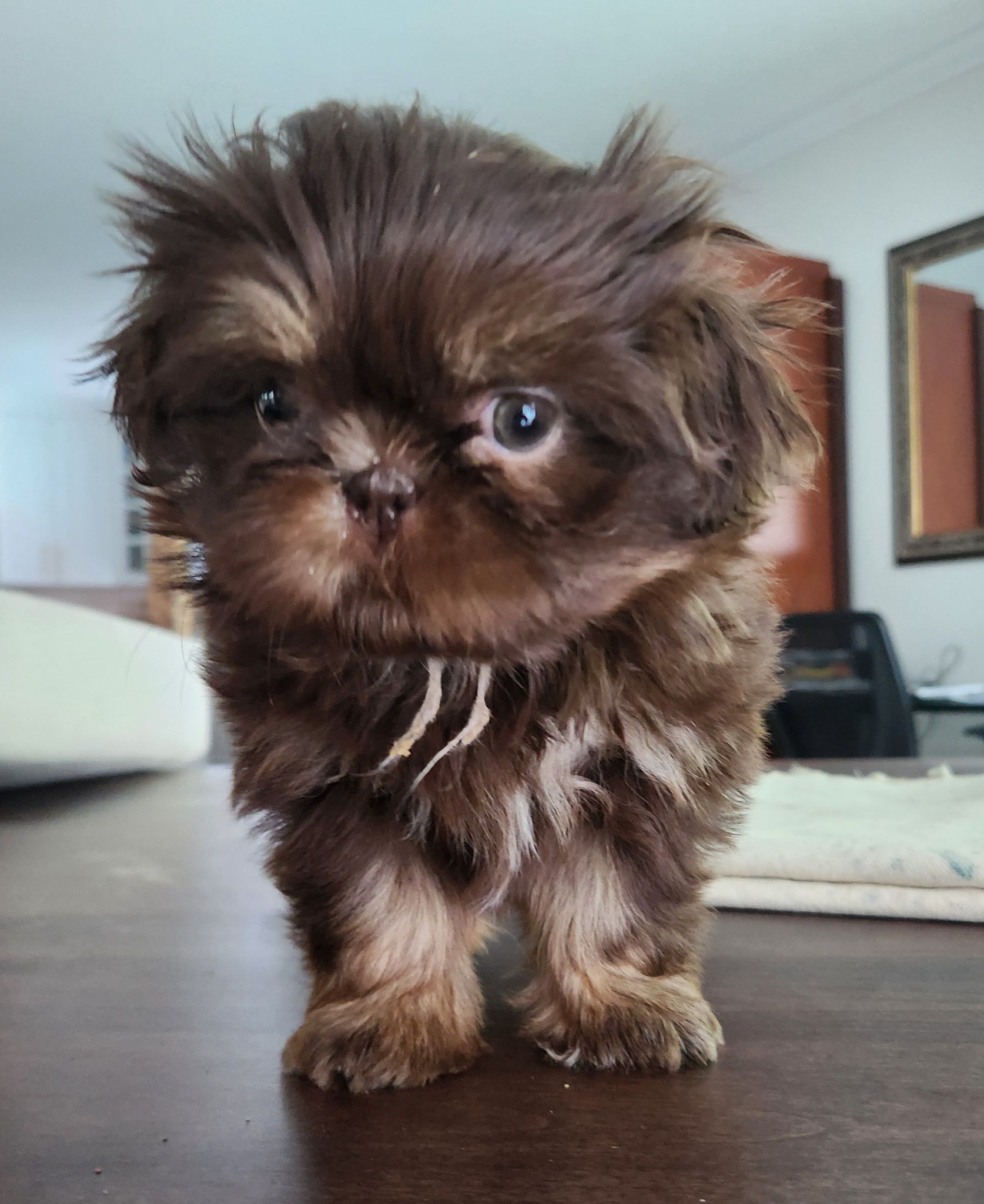 Shih Tzu Adoption Quebec/Ontario