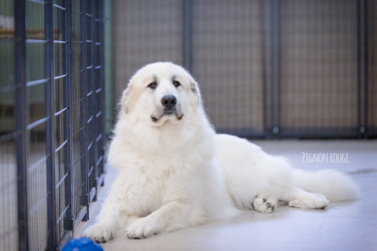 Pyrénées du Pignon Rouge