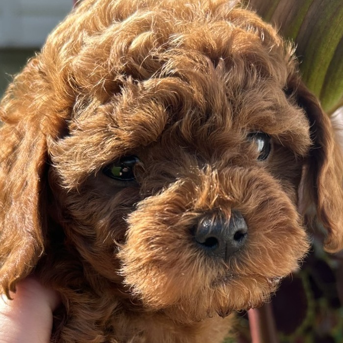 La maisonnée de Mélodie