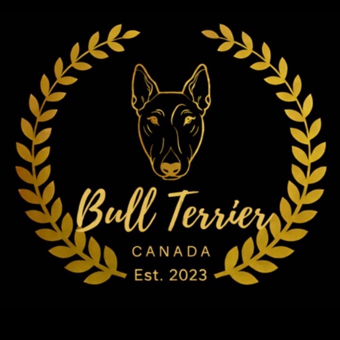 Bull-Terrier Canada