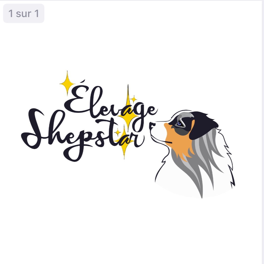 Élevage Shepstar - Berger Australien