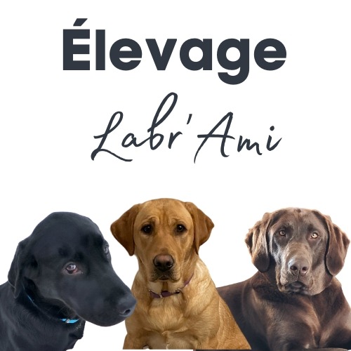 Élevage Labr'Ami