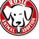Adoption Animal Rosie