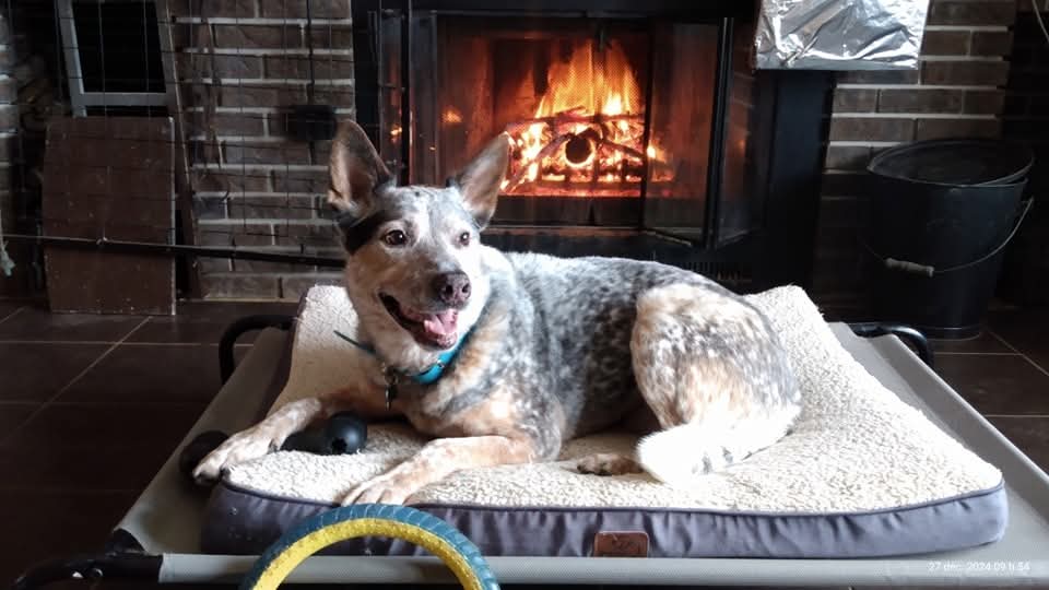 Pension Horizon Canins Lanaudière