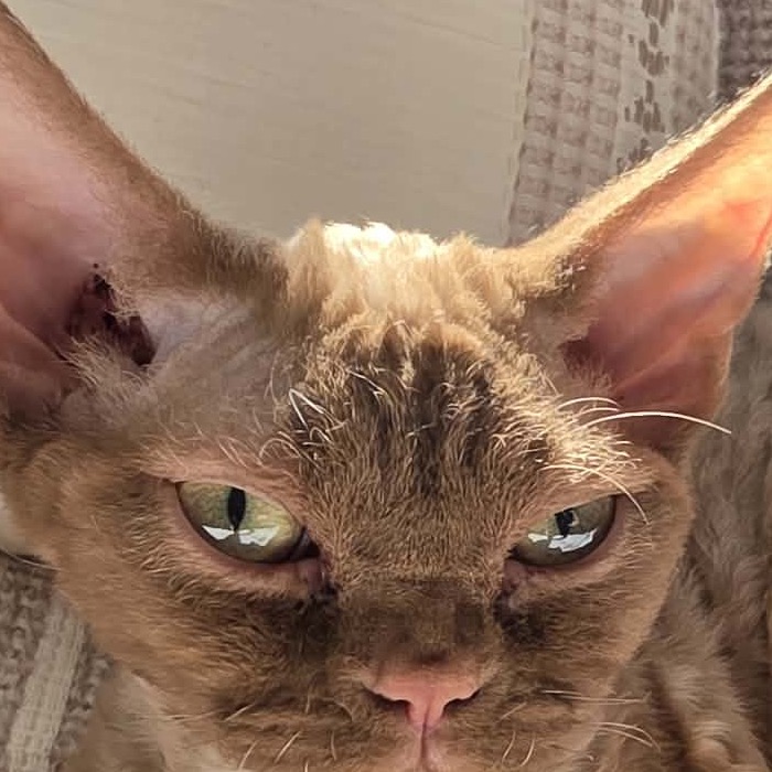 Chatterie La Bourgeoise