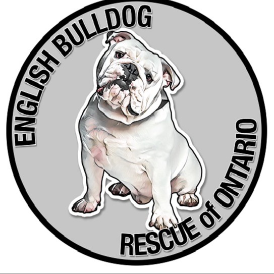 English Bulldog Rescue of Ontario