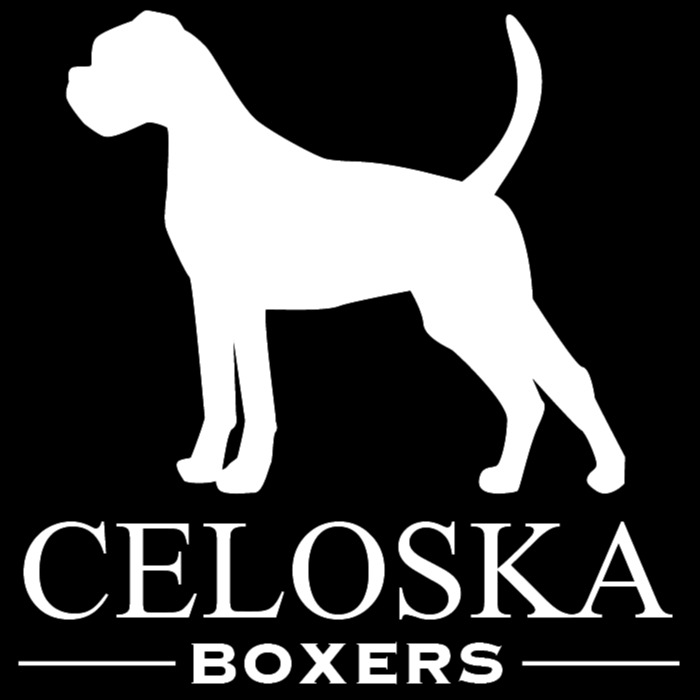 Celoska Boxers